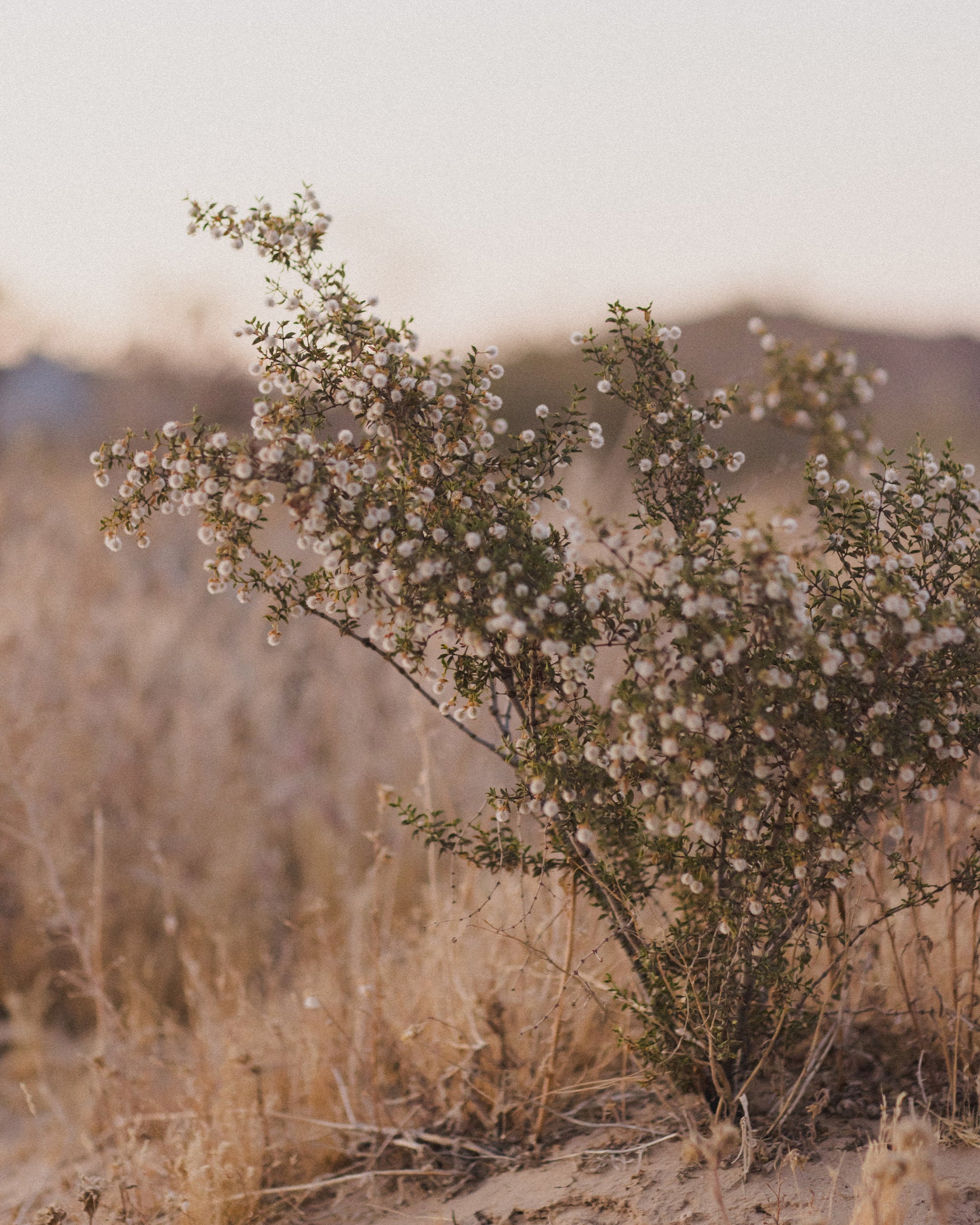 R+C - Banner | Desert Flowers