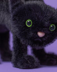 Spookipaws Cat